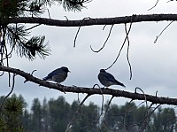 Yellowstone (68).JPG